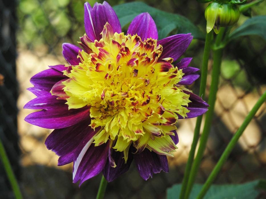 Nature Flower Plant