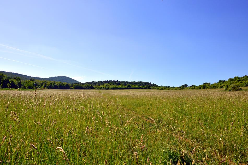Field Landscape Rural