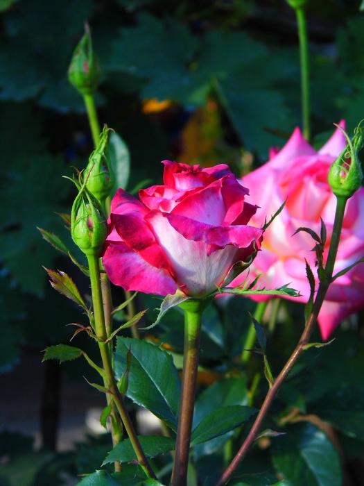 Flower Rose Pink