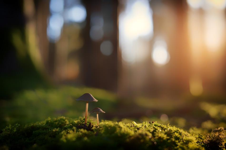 Blur Nature Grass