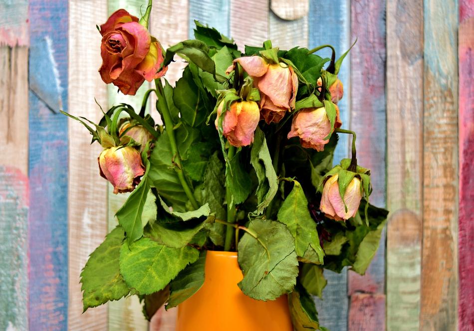 Roses Flowers Withered