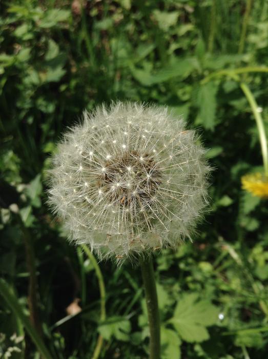 Plant Flower Nature