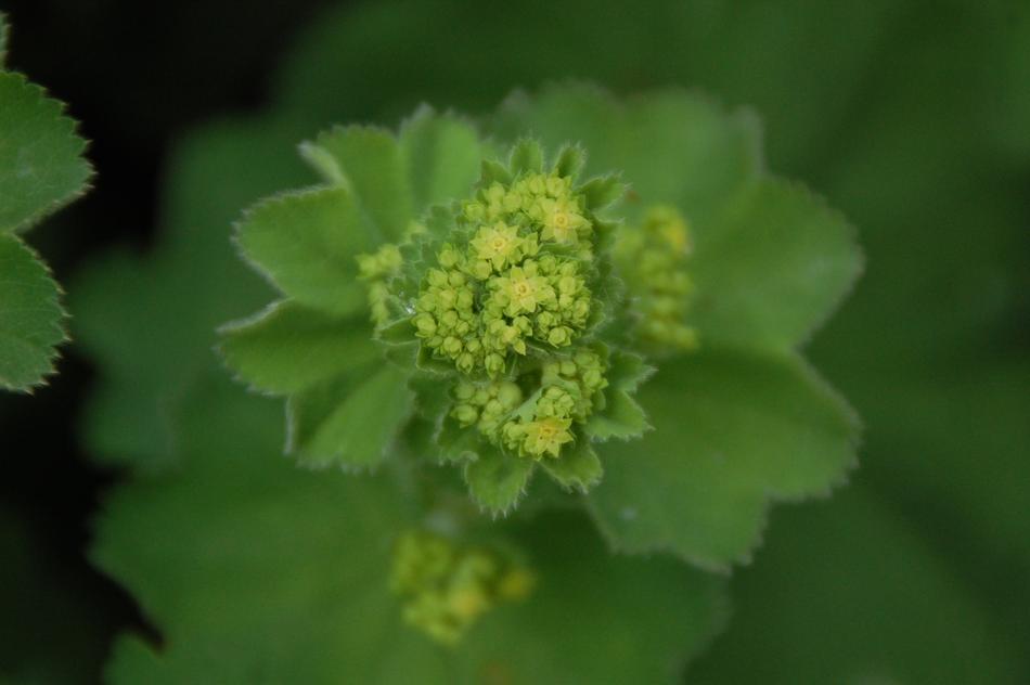 Plant Leaf Nature