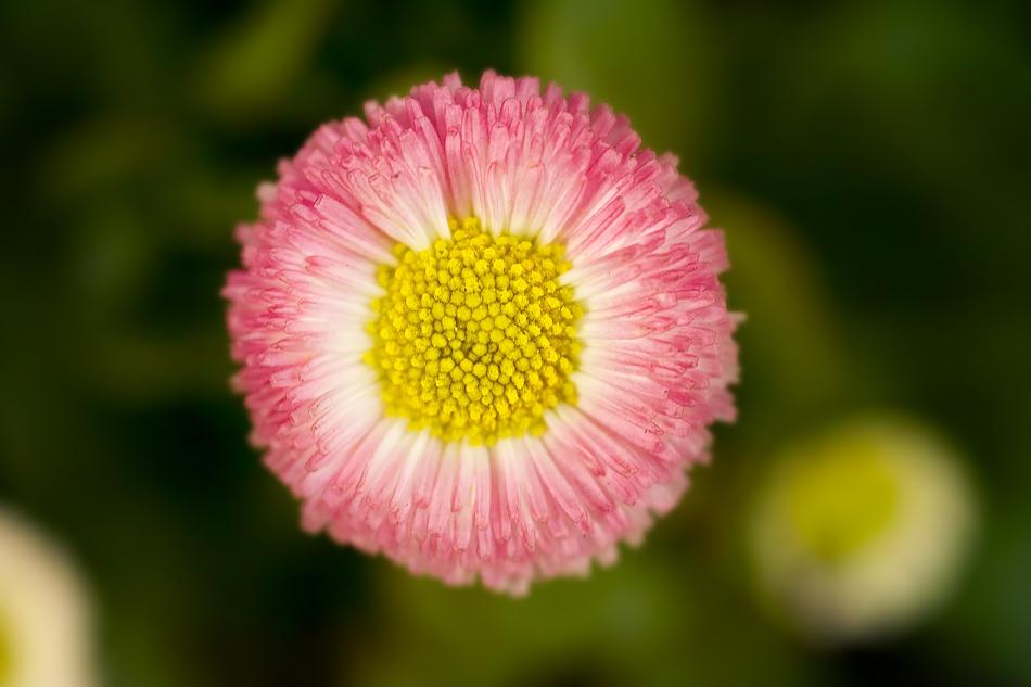 Daisy Flower Plant