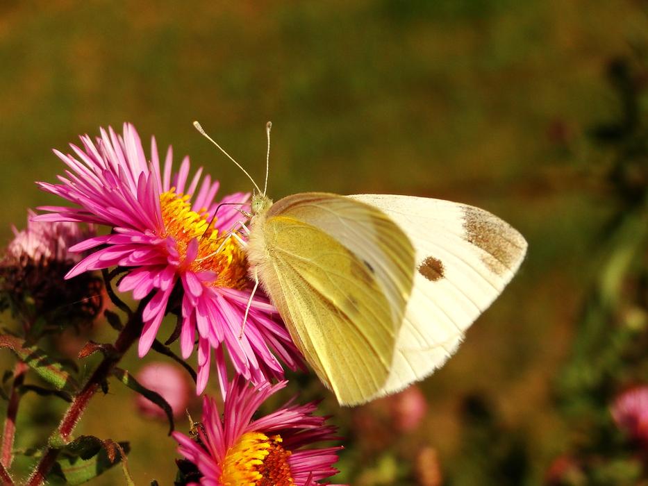 Nature Butterfly Day Insect