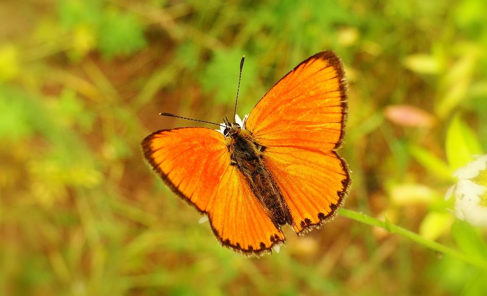a magnificent butterfly in the air