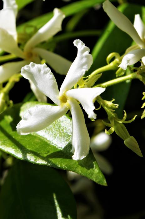 Flower White