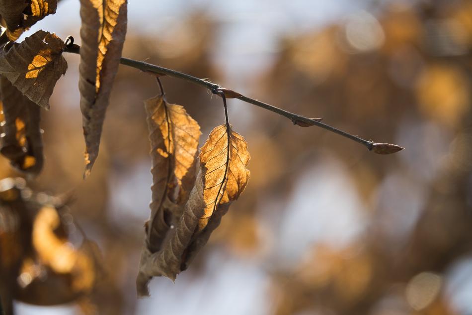 Autumn Nature Leaf