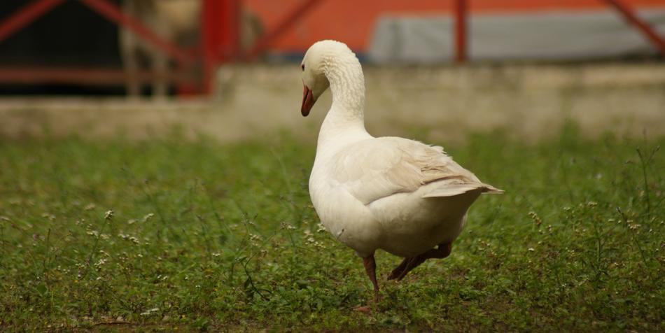 Birds Nature Animalia Wild