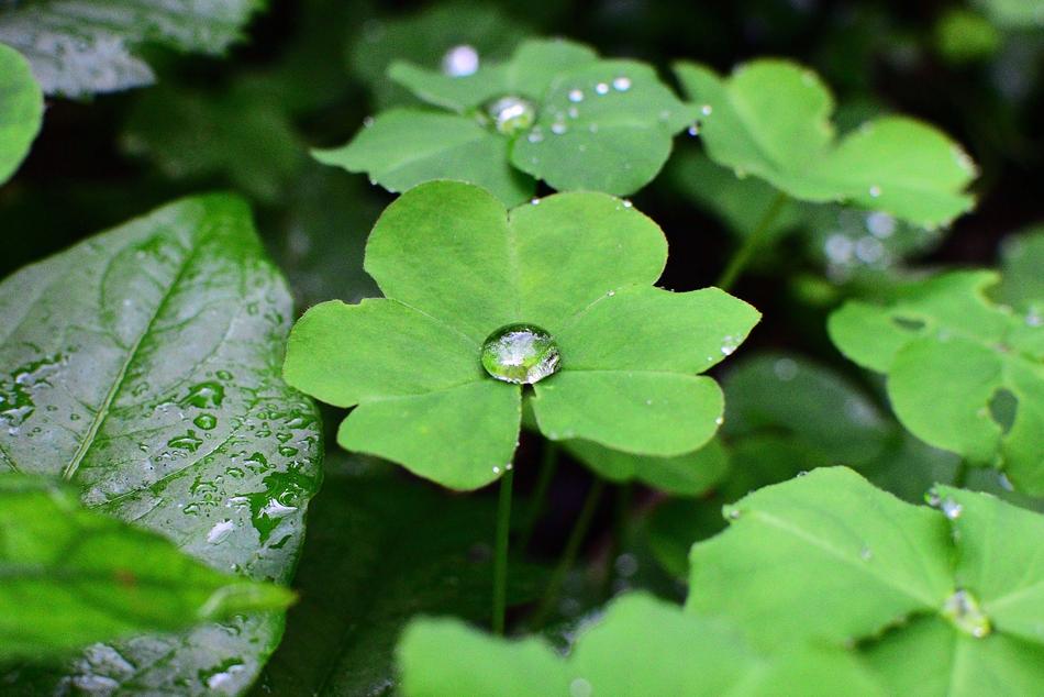 Leaf