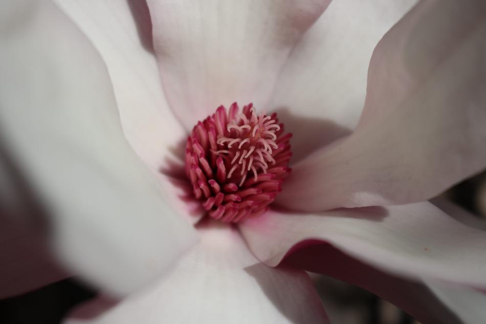 Flower Nature Delicate