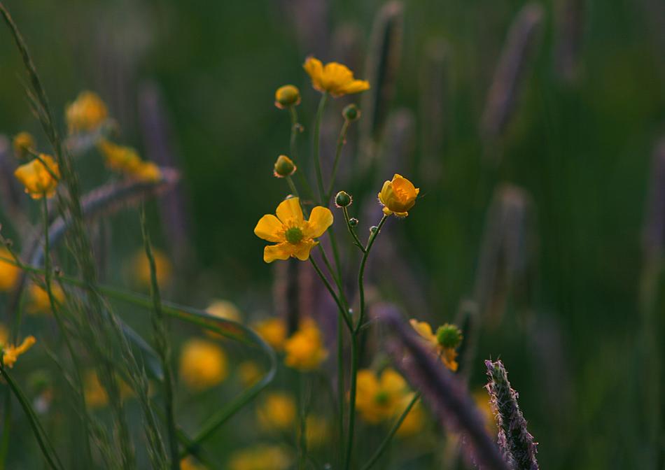 Buttercup Meadow