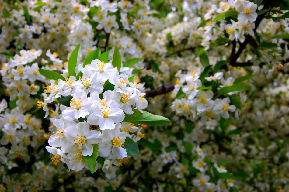 Flowers Plant Natural