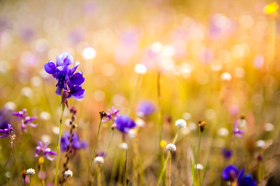 Flowers Wildflowers Orchids