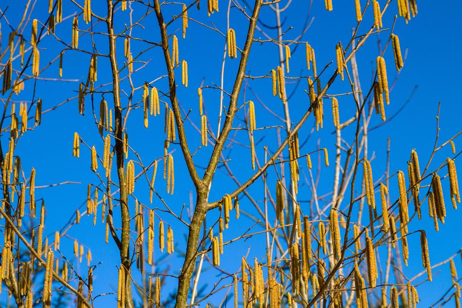 Hazel Hazelnut Season Blue