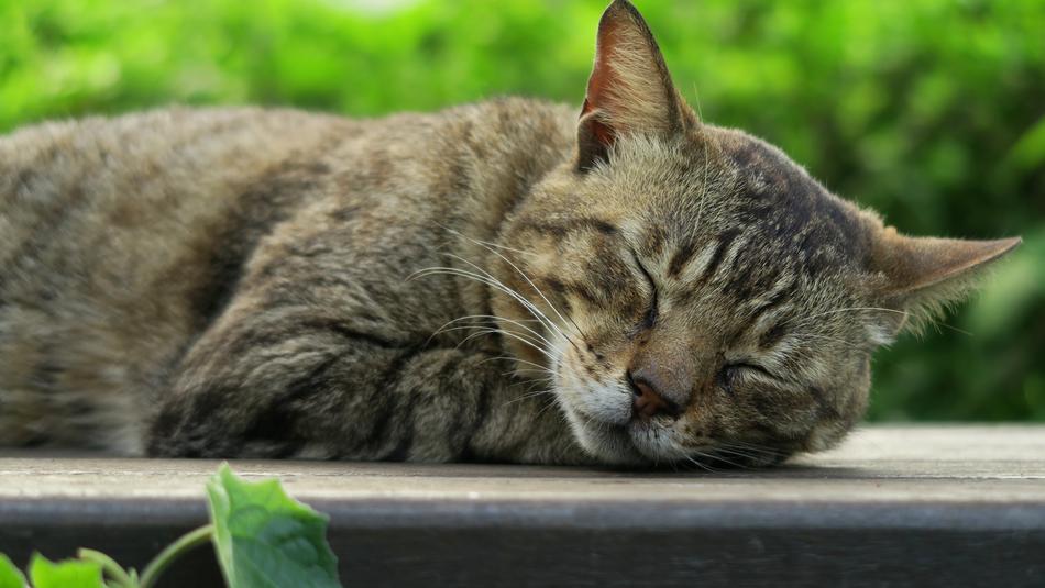 Sleeping gray cat