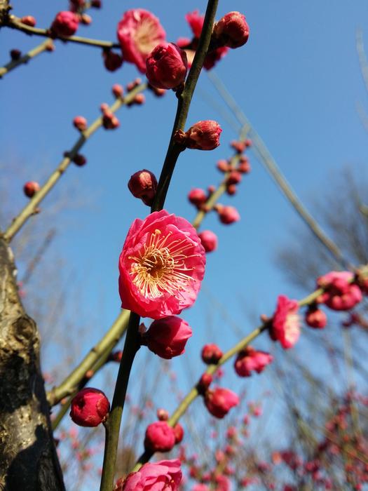 Branch Nature Tree