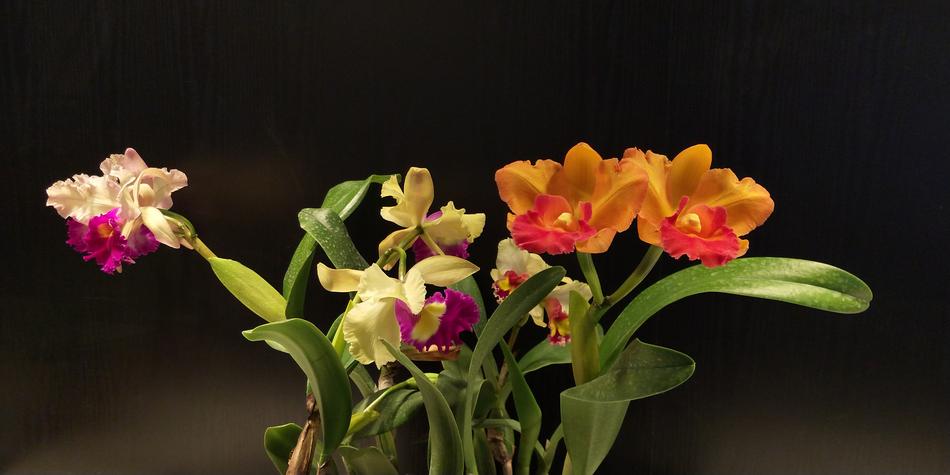 Flower Plant Nature