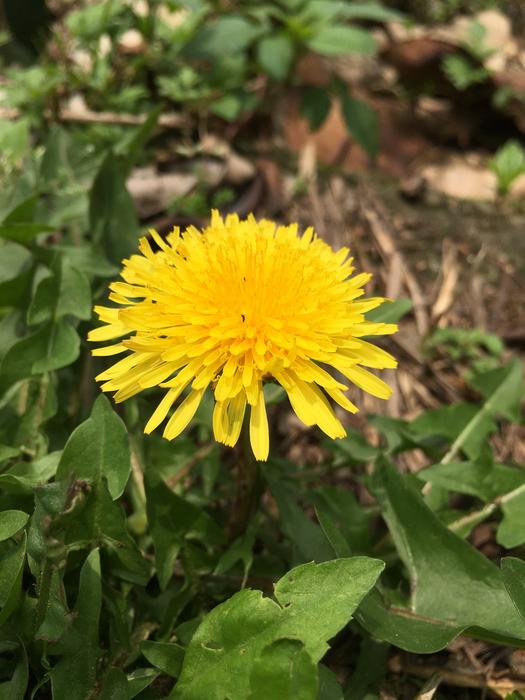 Flower Bloom