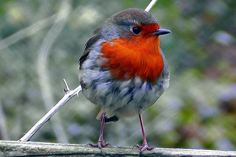Redbreast Common Nature