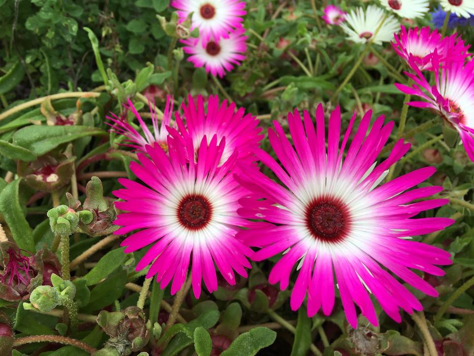 Flower Purple