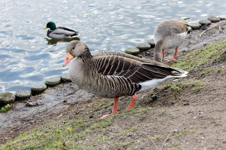 Wild Goose Water Nature