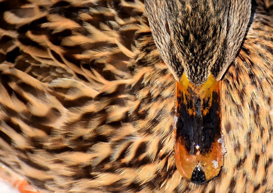 Duck Mallard Snow
