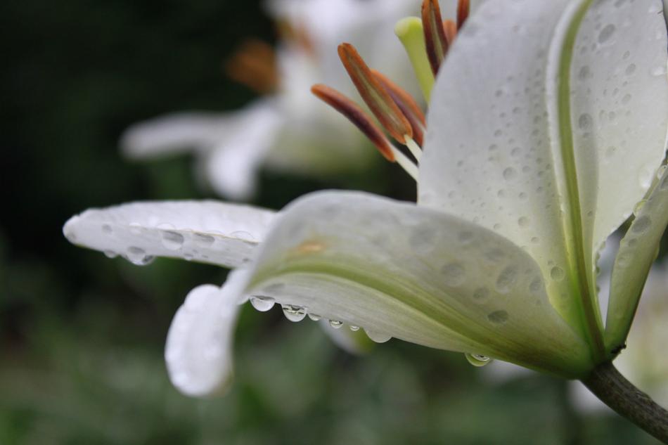 Lily Flowers Plants