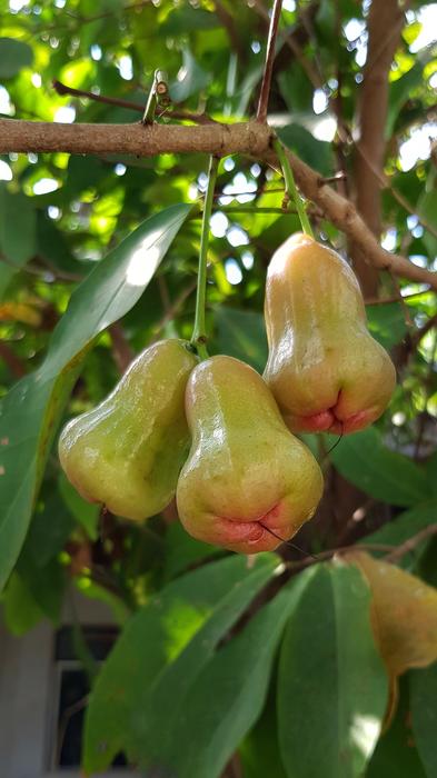 Rose Apples Syzygium Tropical