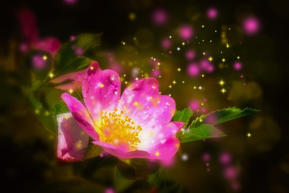 Nature Flower Plant
