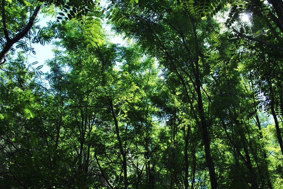 Landscape Trees Mountain