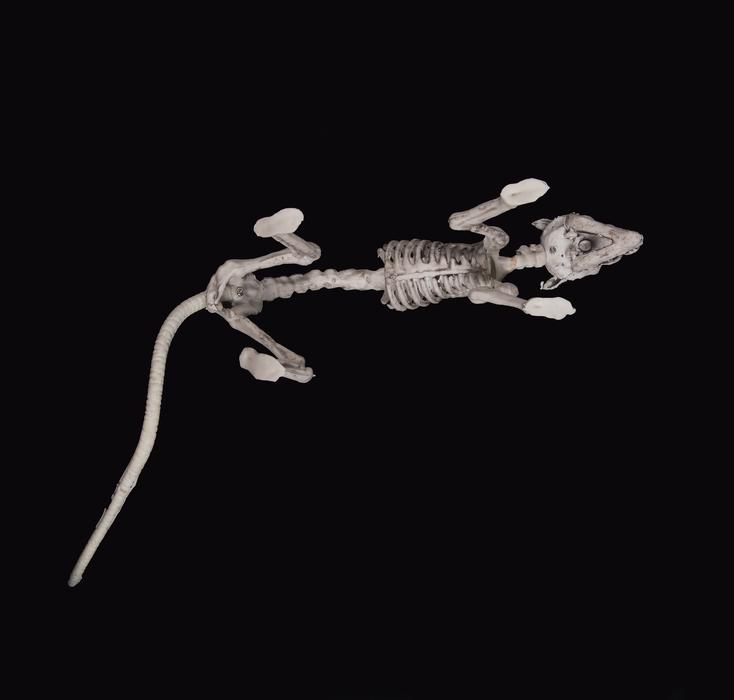 Rat Skelett My Skeleton