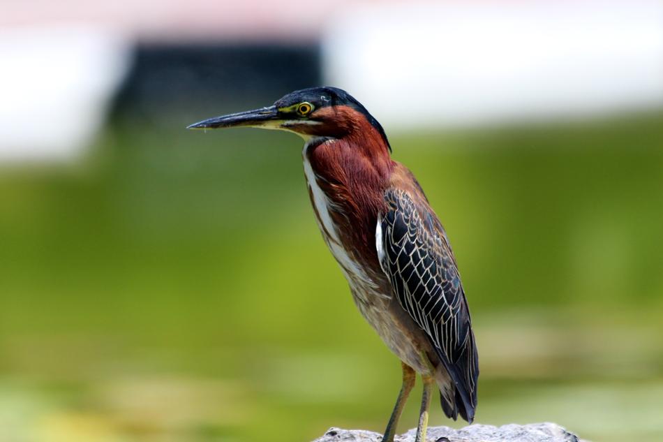 The Heron Butorides Virescens