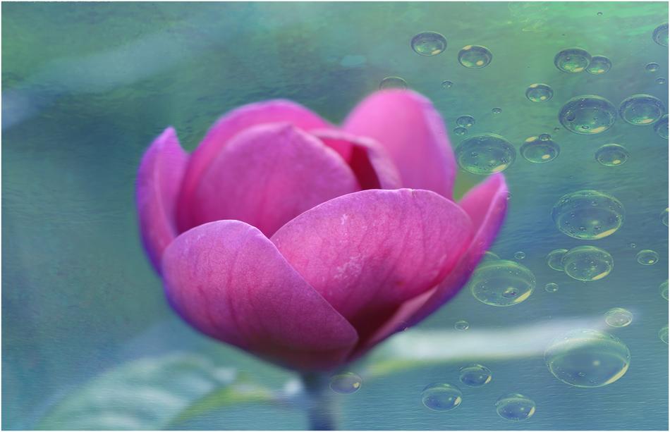 Flower Fusia Petal