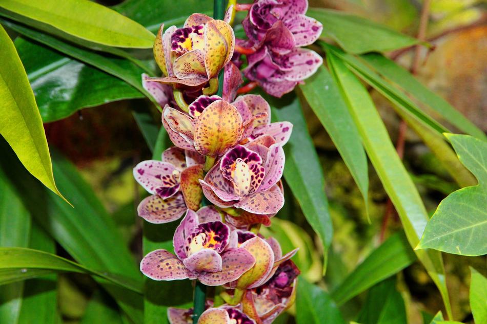 Orchid Flower Bloom Beautiful