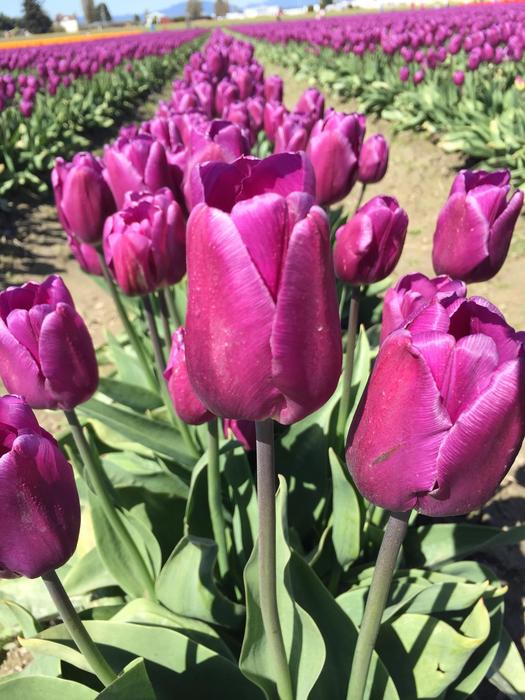 Tulip Biodiversity Flowers