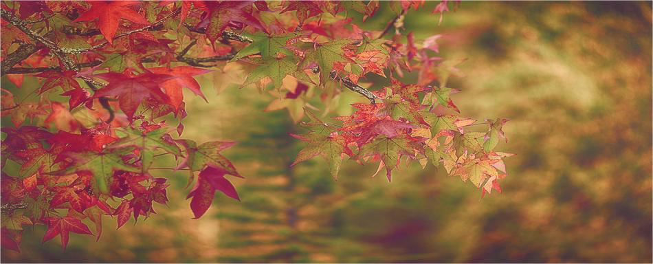 Leaves Nature Red
