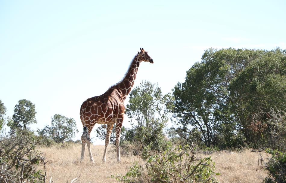 Giraffe Nature Wildlife