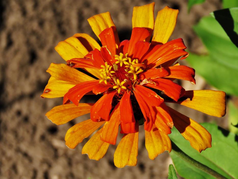 Flower Orange Yellow