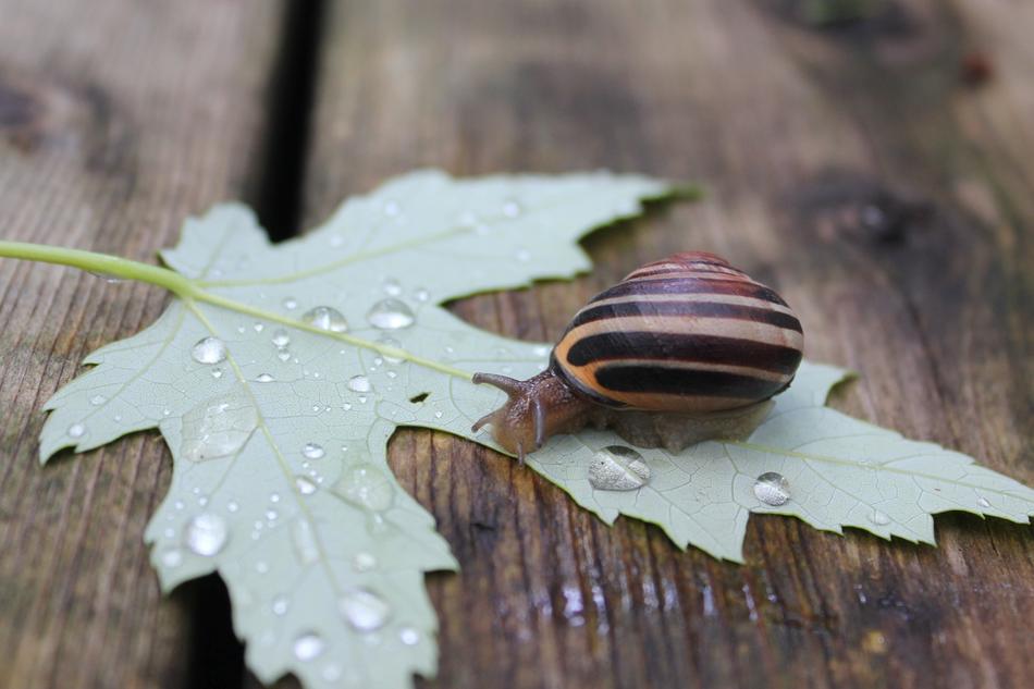 Nature Leaf Wood