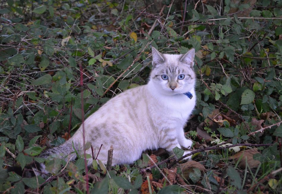 Cat Kitten Pussy