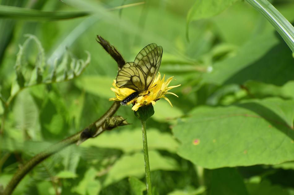 Natural Landscape Plant