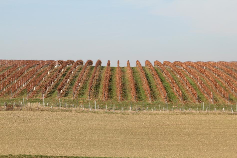 Agriculture Farm Field