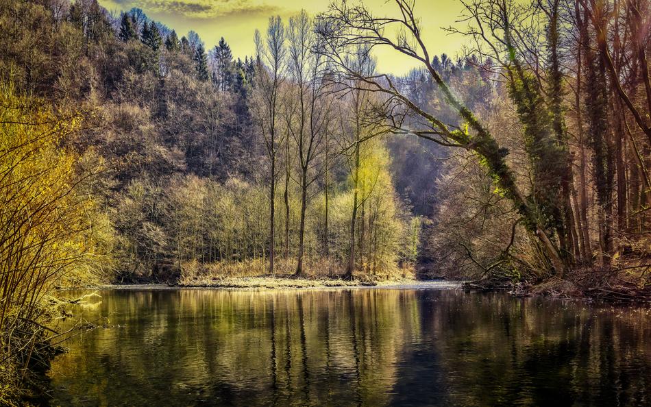 Forest Lake Nature