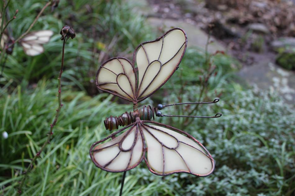 Nature Insect Butterfly Close