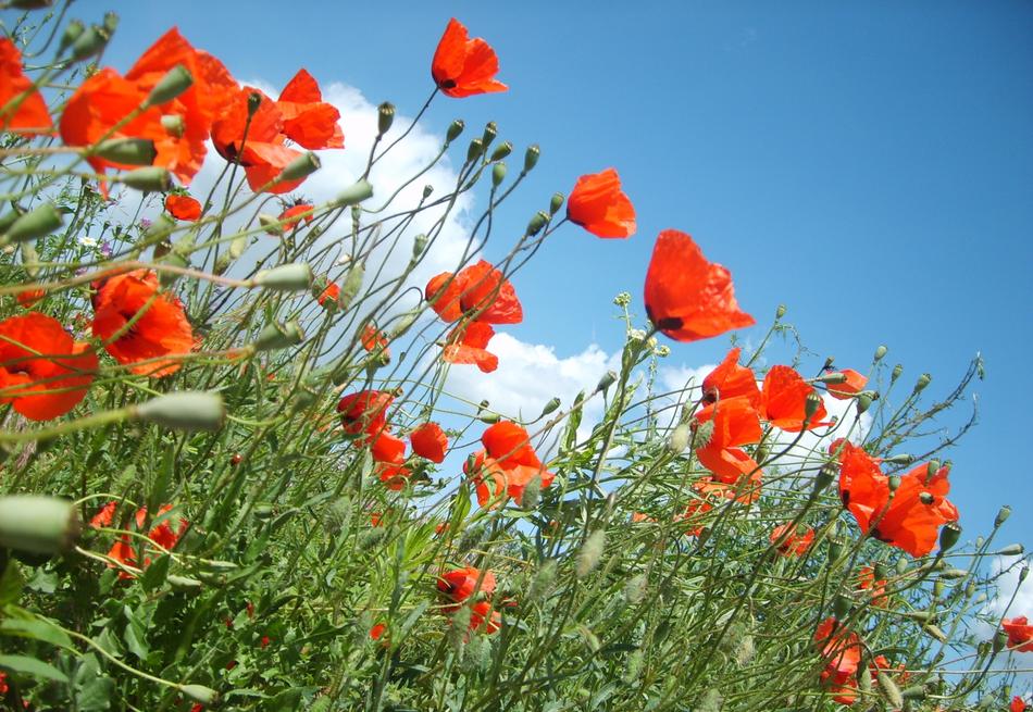 Poppy Flora Nature