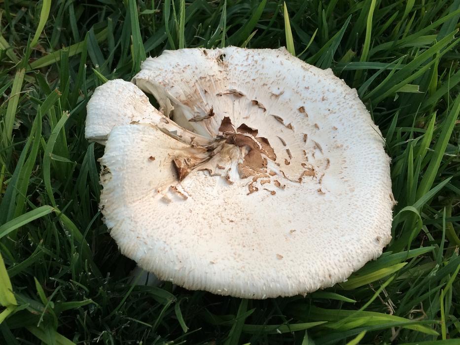 Forest Mushroom Plant