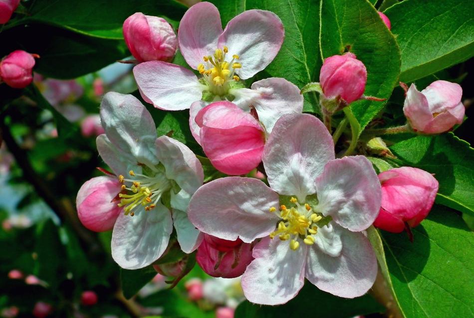 Flower Apple Nature