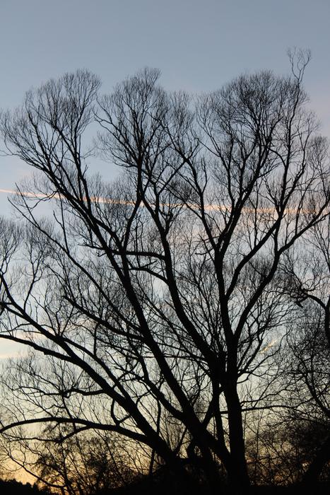 Tree Moon