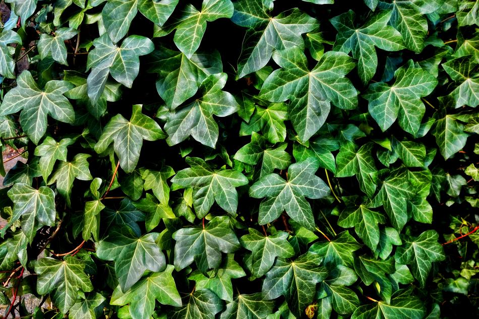 Ivy Plant Vine